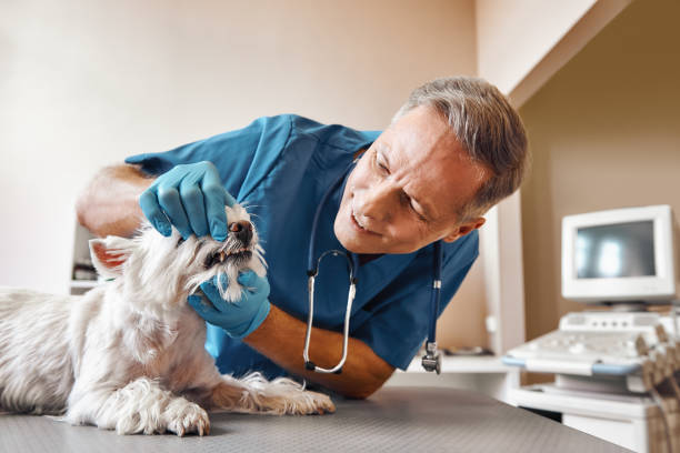 Best Emergency Dental Care for Trauma or Injury in Caon City, CO